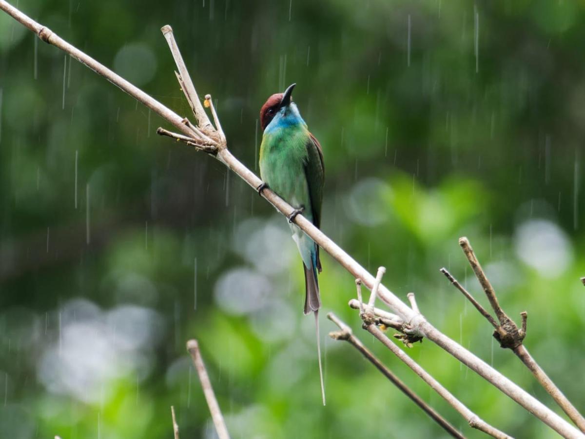 Sumatra Expedition Lodge Bukit Lawang Dış mekan fotoğraf