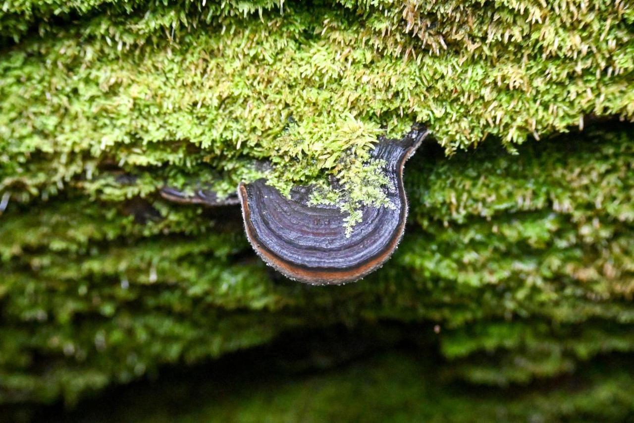 Sumatra Expedition Lodge Bukit Lawang Dış mekan fotoğraf