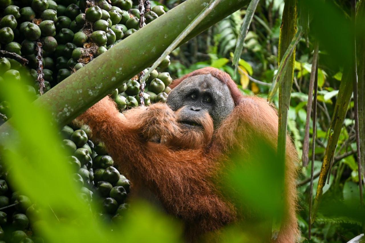 Sumatra Expedition Lodge Bukit Lawang Dış mekan fotoğraf