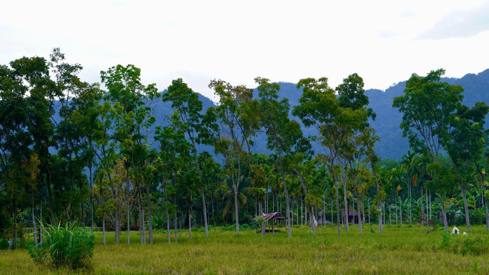 Sumatra Expedition Lodge Bukit Lawang Dış mekan fotoğraf