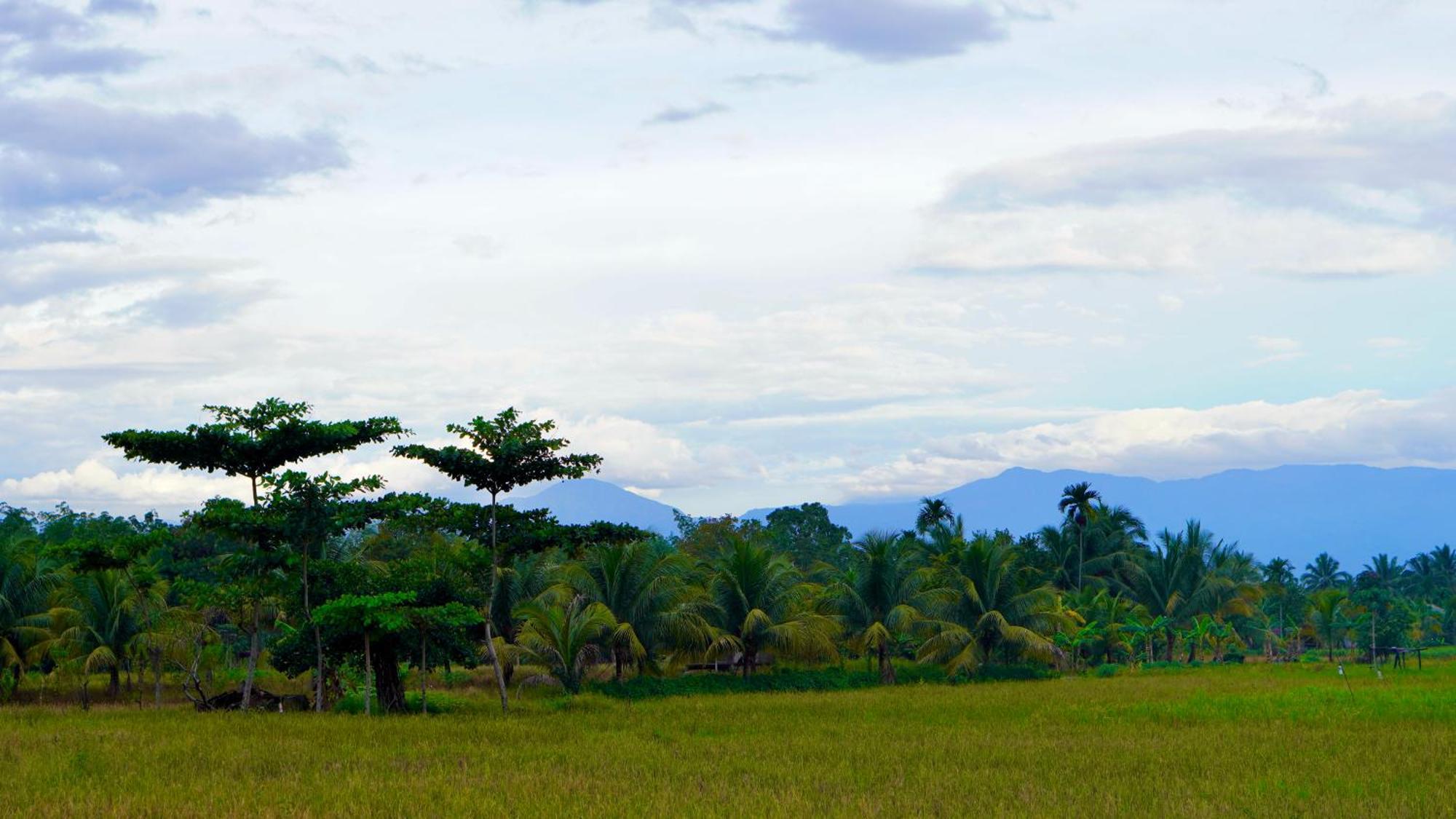 Sumatra Expedition Lodge Bukit Lawang Dış mekan fotoğraf