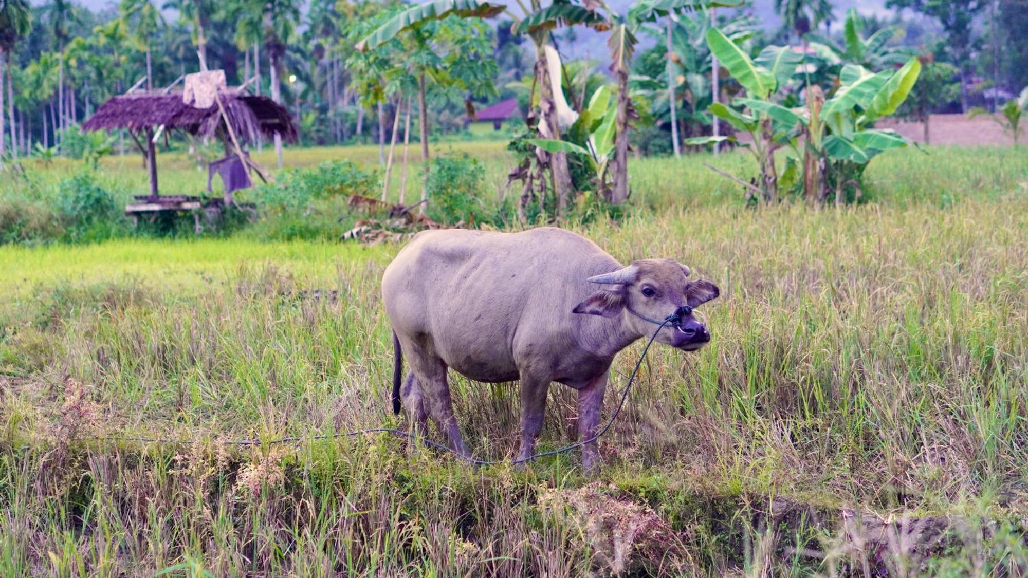 Sumatra Expedition Lodge Bukit Lawang Dış mekan fotoğraf